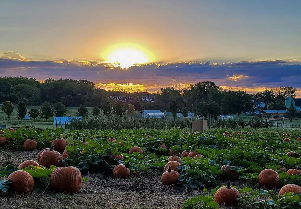 Tollgate Pumpkin Patch.jpg